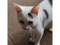 BabyKater Verschenken KALIMERO - Mischlingskatzen - Bild 4