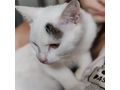 BabyKater Verschenken KALIMERO - Mischlingskatzen - Bild 5