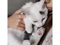 BabyKater Verschenken KALIMERO - Mischlingskatzen - Bild 6