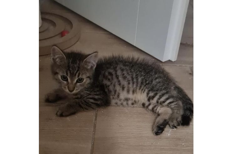 Kater Adoption LEON - Mischlingskatzen - Bild 1