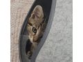 Kater Adoption LEON - Mischlingskatzen - Bild 2
