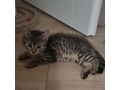 Kater Adoption LEON - Mischlingskatzen - Bild 1
