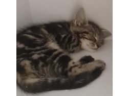 Kater Adoption BENY - Mischlingskatzen - Bild 1