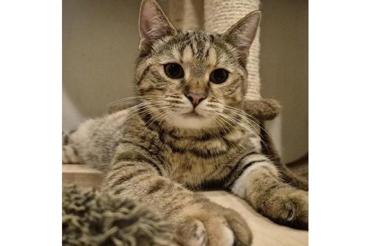 Katze Adoption SANDY - Mischlingskatzen - Bild 1