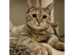 Katze Adoption SANDY - Mischlingskatzen - Bild 1