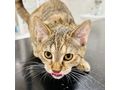 Katze Adoption SANDY - Mischlingskatzen - Bild 2