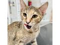Katze Adoption SANDY - Mischlingskatzen - Bild 3