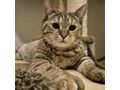 Katze Adoption SANDY - Mischlingskatzen - Bild 1