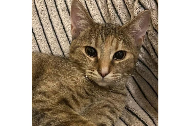Babykatze ELSA - Mischlingskatzen - Bild 1