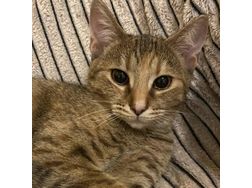 Babykatze ELSA - Mischlingskatzen - Bild 1
