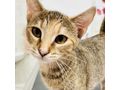 Babykatze ELSA - Mischlingskatzen - Bild 2