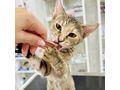 Babykatze ELSA - Mischlingskatzen - Bild 3