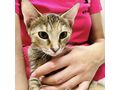 Babykatze ELSA - Mischlingskatzen - Bild 4
