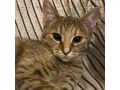 Babykatze ELSA - Mischlingskatzen - Bild 1