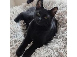 Ktzin LARA Adoption - Mischlingskatzen - Bild 1