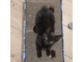 Ktzin LARA Adoption - Mischlingskatzen - Bild 5