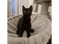 Ktzin LARA Adoption - Mischlingskatzen - Bild 3