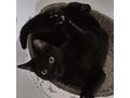 Ktzin LARA Adoption - Mischlingskatzen - Bild 2