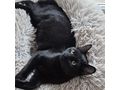 Ktzin LARA Adoption - Mischlingskatzen - Bild 4