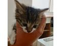Liebesvolles Zuhause Ktzchen gesucht - Mischlingskatzen - Bild 3