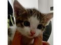 Liebesvolles Zuhause Ktzchen gesucht - Mischlingskatzen - Bild 2