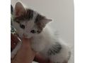 Liebesvolles Zuhause Ktzchen gesucht - Mischlingskatzen - Bild 1