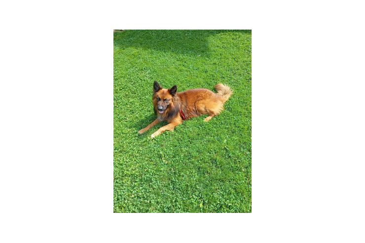 Treuer Htehund Zuhause - Mischlingshunde - Bild 1