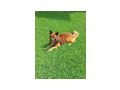 Treuer Htehund Zuhause - Mischlingshunde - Bild 1