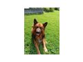 Treuer Htehund Zuhause - Mischlingshunde - Bild 2