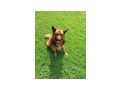Treuer Htehund Zuhause - Mischlingshunde - Bild 3