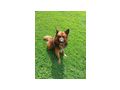Treuer Htehund Zuhause - Mischlingshunde - Bild 4