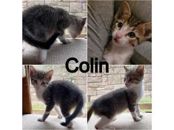 Babykatzen - Mischlingskatzen - Bild 1