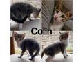 Babykatzen - Mischlingskatzen - Bild 1