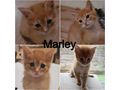 Babykatzen - Mischlingskatzen - Bild 2