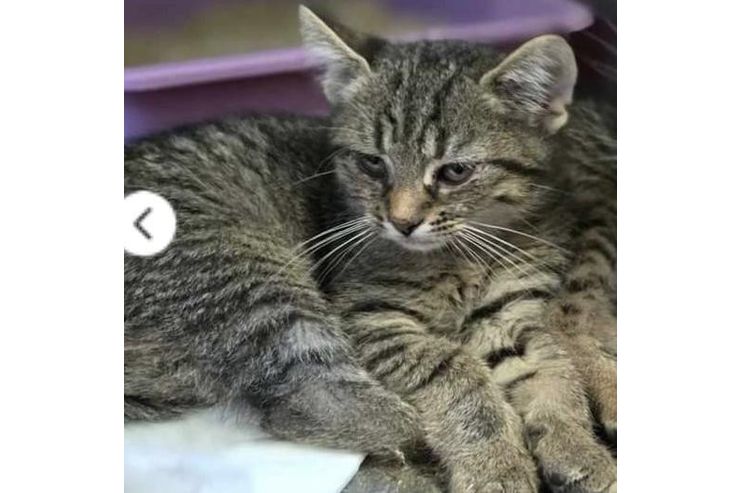 Liebesvolles Zuhause GINNY gesucht - Mischlingskatzen - Bild 1