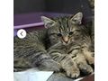 Liebesvolles Zuhause GINNY gesucht - Mischlingskatzen - Bild 2