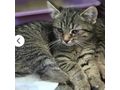 Liebesvolles Zuhause GINNY gesucht - Mischlingskatzen - Bild 1