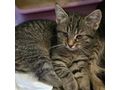 Liebesvolles Zuhause GINNY gesucht - Mischlingskatzen - Bild 3