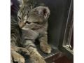 Liebesvolles Zuhause Kater LUCKY gesucht - Mischlingskatzen - Bild 1