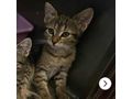 Liebesvolles Zuhause Kater LUCKY gesucht - Mischlingskatzen - Bild 2