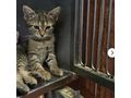 Liebesvolles Zuhause Kater LUCKY gesucht - Mischlingskatzen - Bild 3