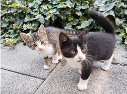 Se Babykatzen - Mischlingskatzen - Bild 1