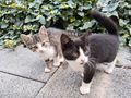 Se Babykatzen - Mischlingskatzen - Bild 1