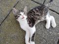 Se Babykatzen - Mischlingskatzen - Bild 2