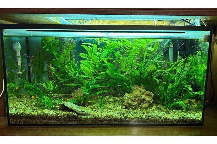 Aquarium verschenken - Aquarien - Bild 1
