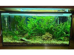 Aquarium verschenken - Aquarien - Bild 1