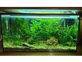 Aquarium verschenken - Aquarien - Bild 1