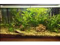 Aquarium verschenken - Aquarien - Bild 3