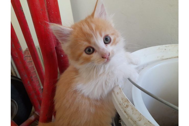 Babykatze verschenken telefonisch melden - Mischlingskatzen - Bild 1