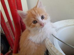 Babykatze verschenken telefonisch melden - Mischlingskatzen - Bild 1